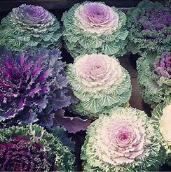 Cabbage and Kale