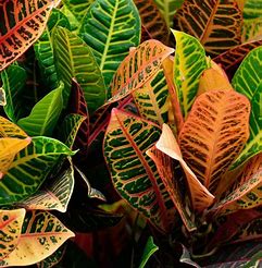 Croton