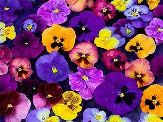 Pansies