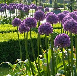 ALLIUM