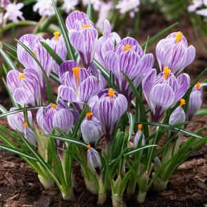 CROCUS