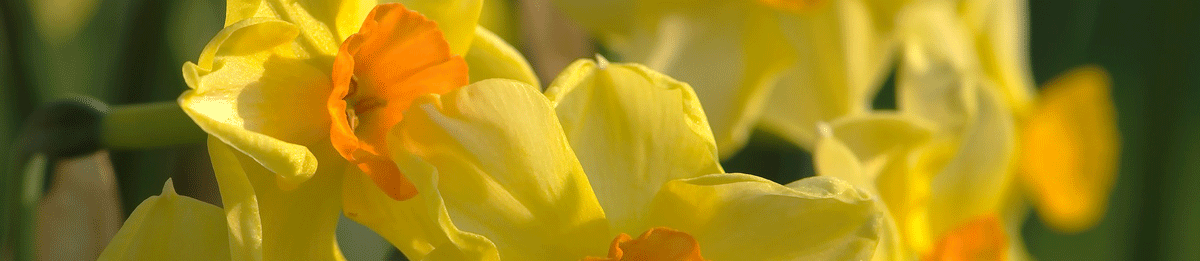 daffodils