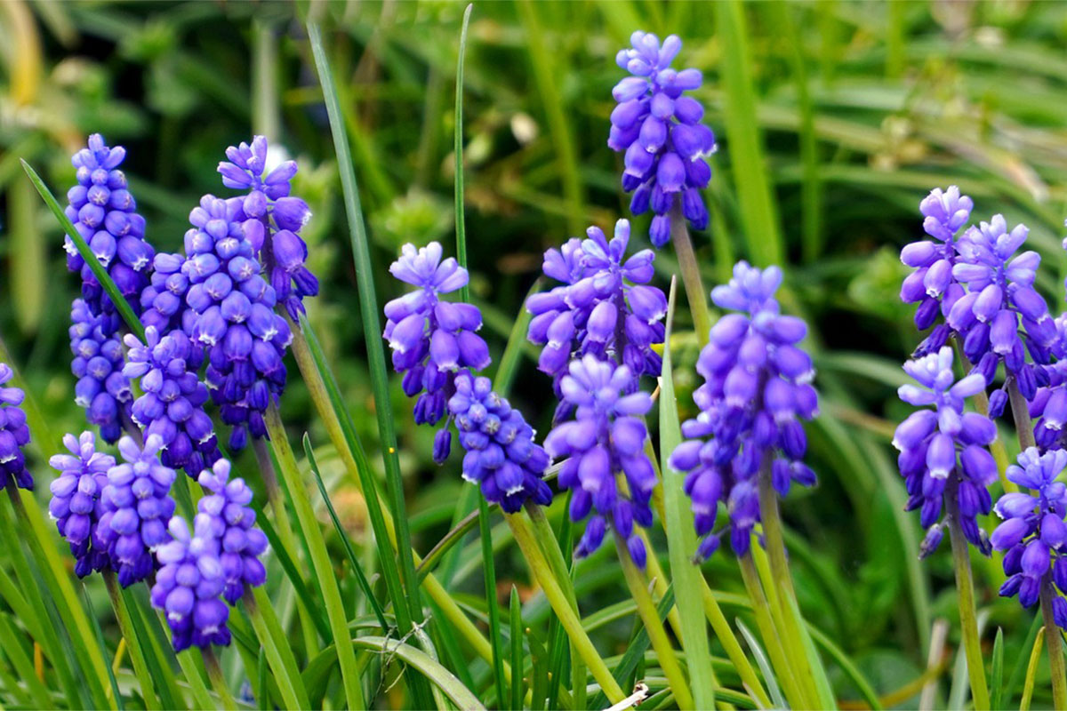 grape-hyacinth