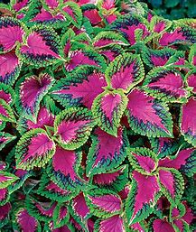 COLEUS