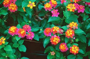 LANTANA