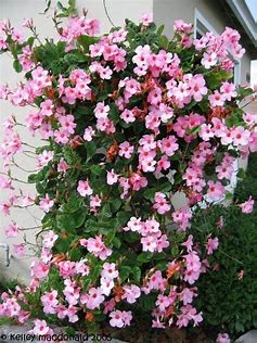 MANDEVILLA